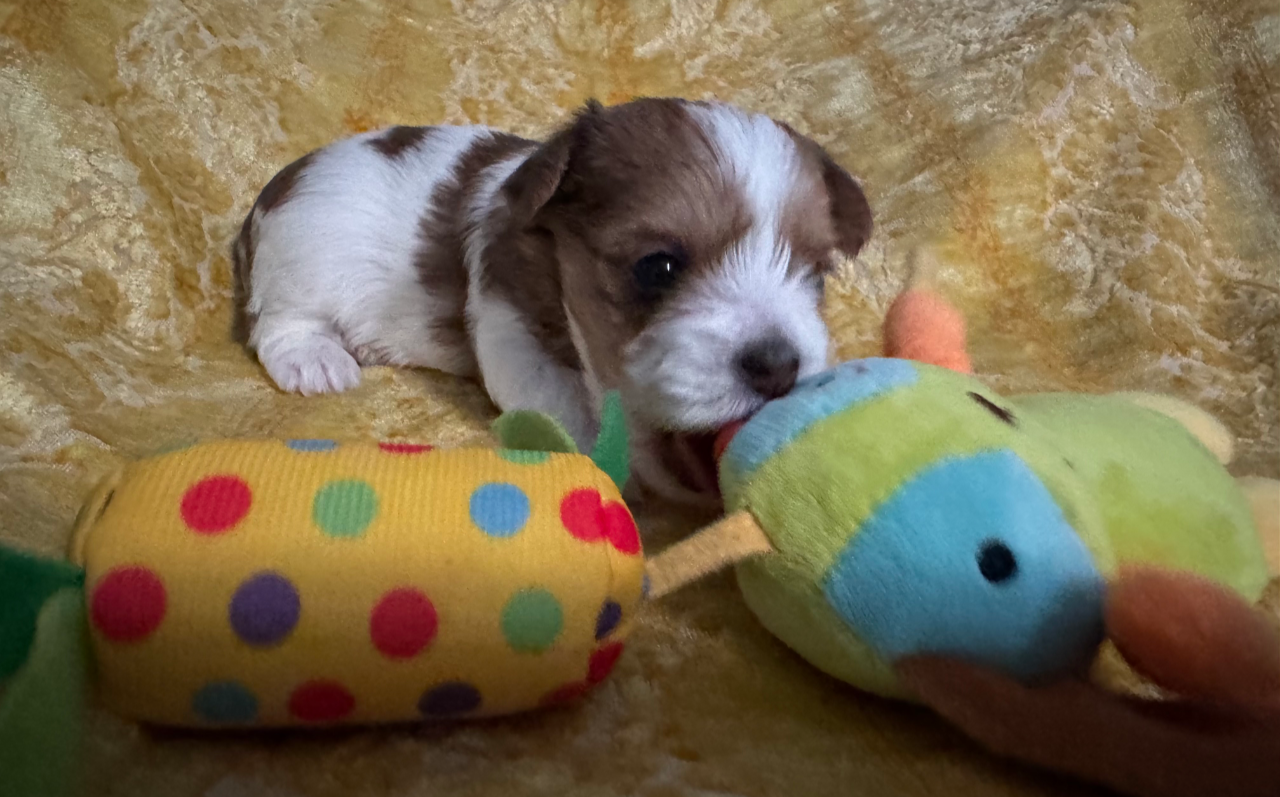 Yorkie Pup For Sale